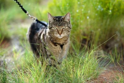Cat walking outside in grass on a leash