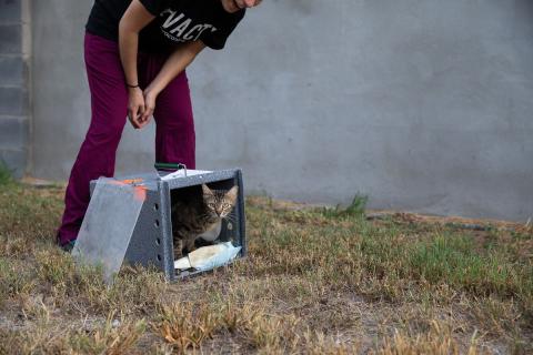 Community Cat release