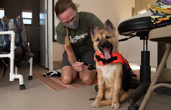 Person getting Spearmint Sally the puppy ready for hydrotherapy