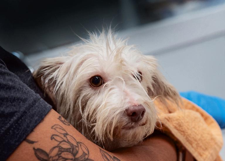 Small white dog in arms of volunteer