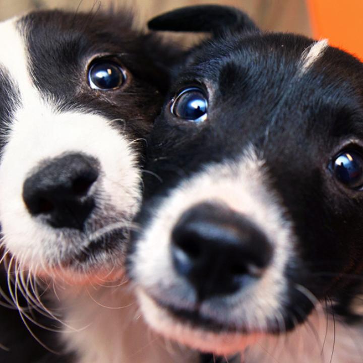 Two puppies sitting with a person on a bench