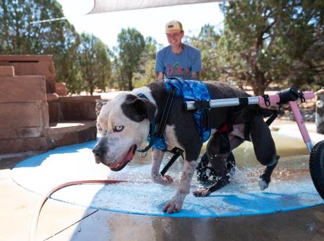 Josh the dog in his wheelchair in a shallow water feature with a person behind him