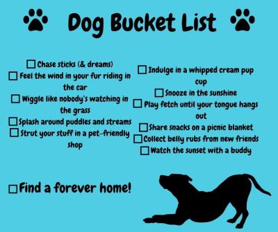 Written dog bucket list with items to check off and a graphic of a dog