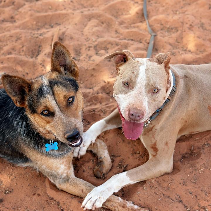 Two medium size brown dogs with paws crossed lying in Utah sand