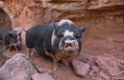 Black and white potbellied pig in rock enclosure with her snout up showing her teeth in displeasure