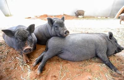 One potbellied pig lying on his side with two other pigs beside him