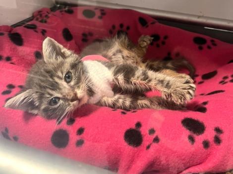 Powder the kitten wearing her vest and lying on a pawprint blanket
