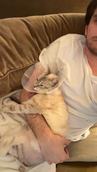 Princess the cat wearing her e-collar lying on a person in her foster home