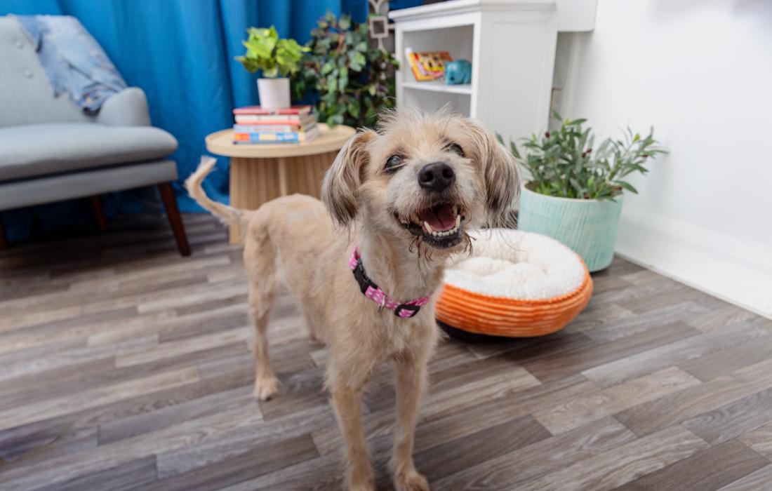 Tan fluffy dot smiling in a home with a chair, end table, bookshelf, plant, and dog bed behind her