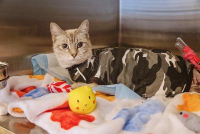 Princess the cat wearing a camouflage patterned outfit in a kennel on a blanket