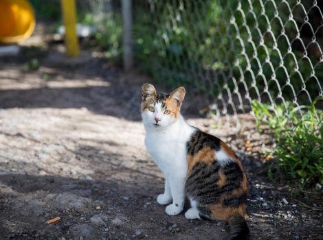 Calico community cat with an ear-tip outside beside a chain-link fence