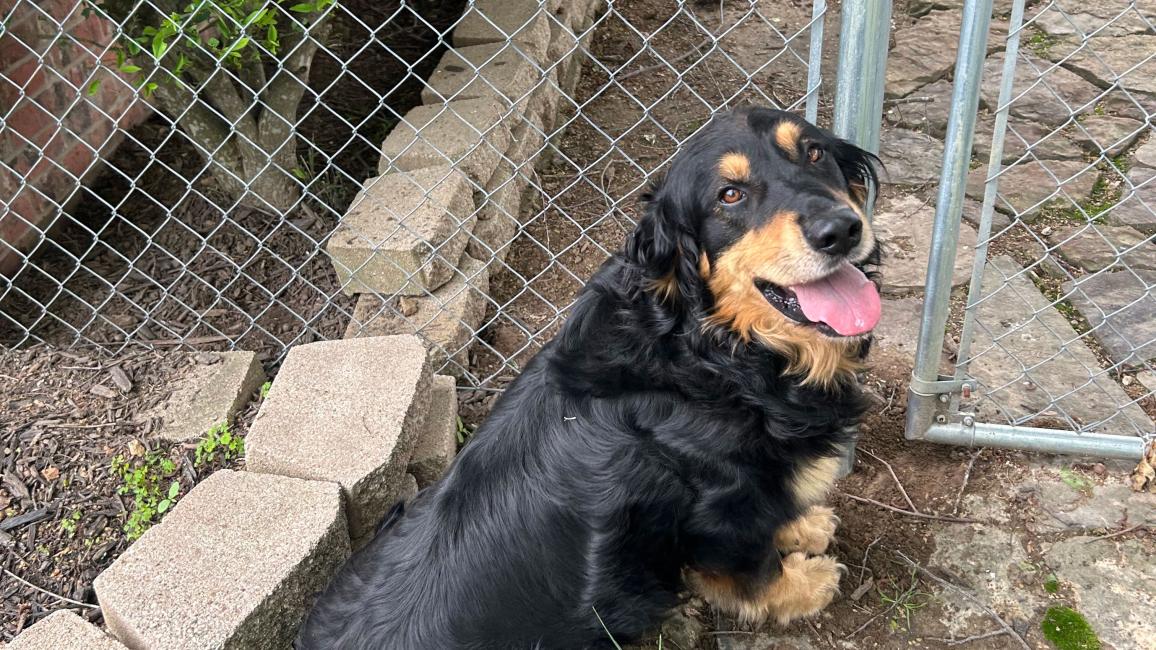 Rio the dog beside a chain-link fence