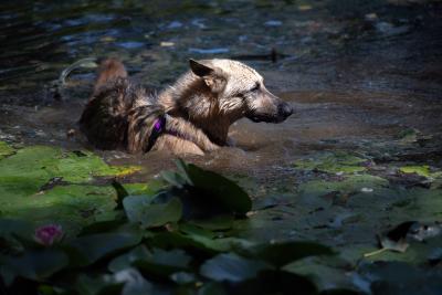 Rydell the dog playing in water