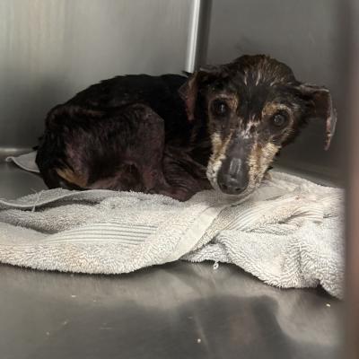 Sarge the dog when he first arrived, missing hair, in a kennel on a towel