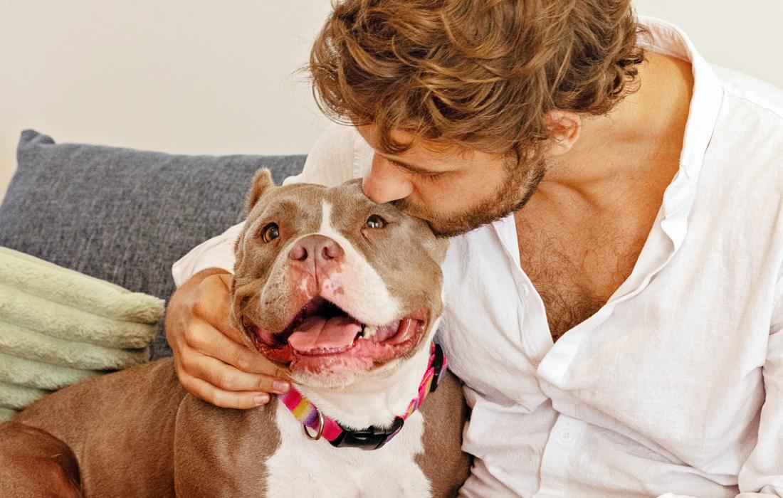 Person hugging and kissing the top of the head of a brown and white dog wearing a collar