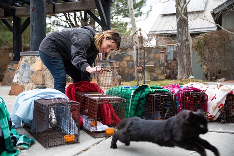 Person releasing a black community cat from a humane trap, surrounded by more blanket-covered humane traps