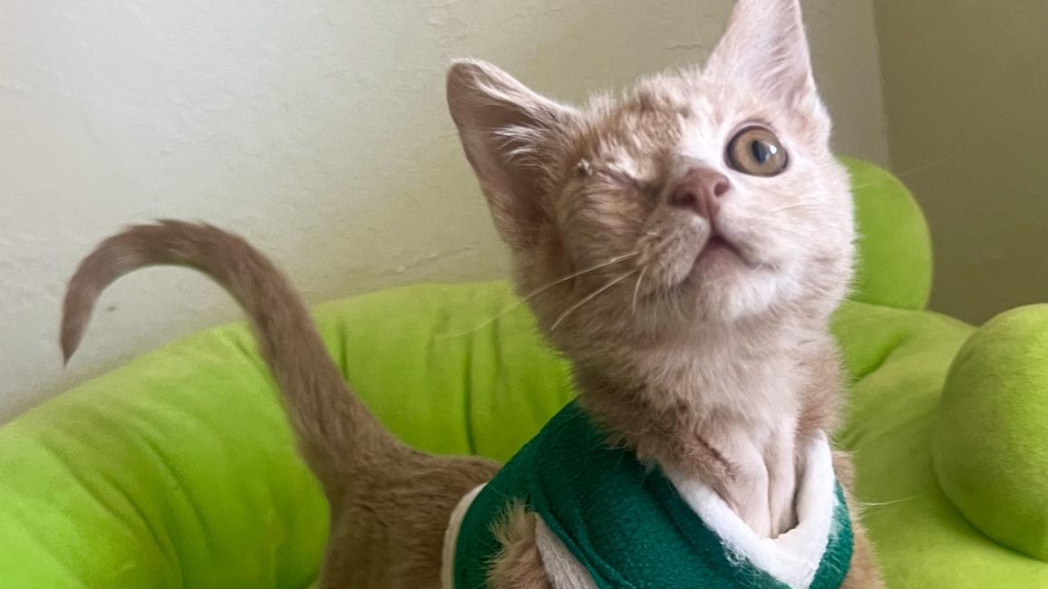 Sunny the one-eyed kitten wearing a green vest
