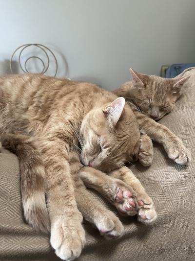 Sunny the kitten sleeping next to Howdy the cat