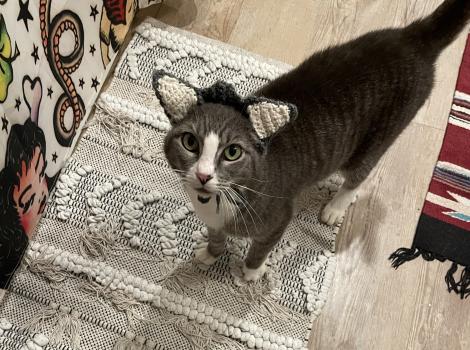 Sweet Pea the cat wearing her crocheted ears