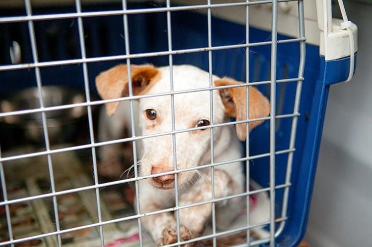 White-and-brown small dog in a carrier