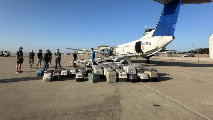 Crates containing cats and dogs next to a plane to transport pets from the Texas floods