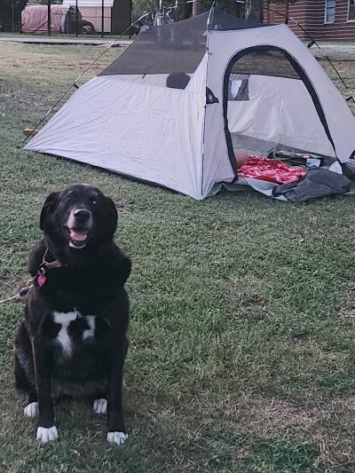 Thelma the dog beside a tent while out camping
