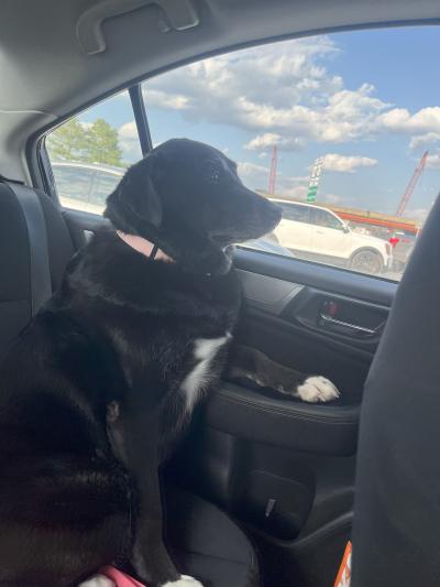Thelma the dog in the car with her paw on the armrest while looking out the window on her ride home