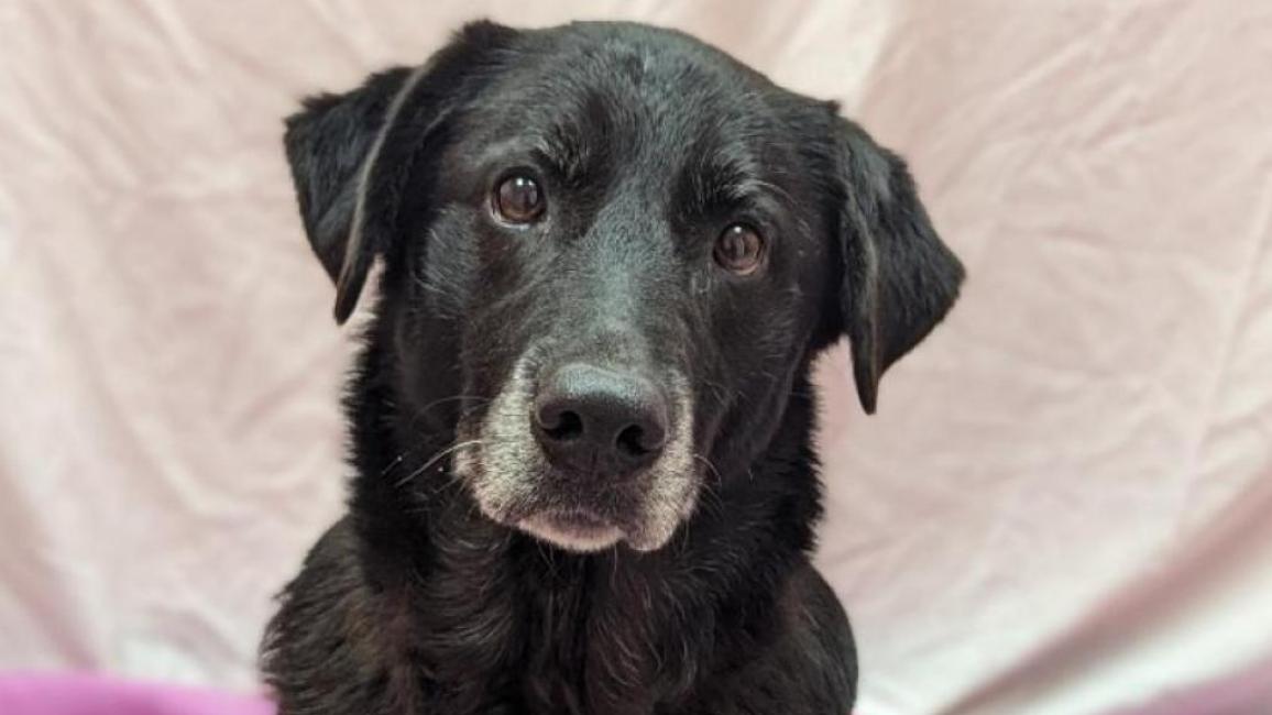 Thelma the dog on a pink blanket