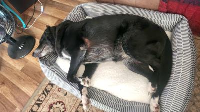 Thelma the dog lying down asleep on a dog bed