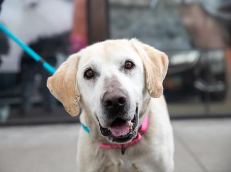 Yellow Labrador type dog on a leash