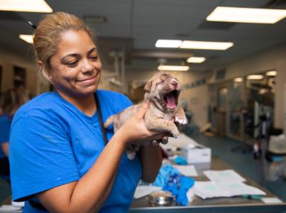 Person holding a tiny puppy in a veterinary clinic