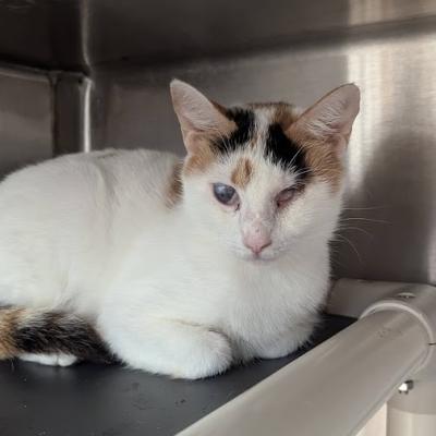 Trinity the cat before her surgery