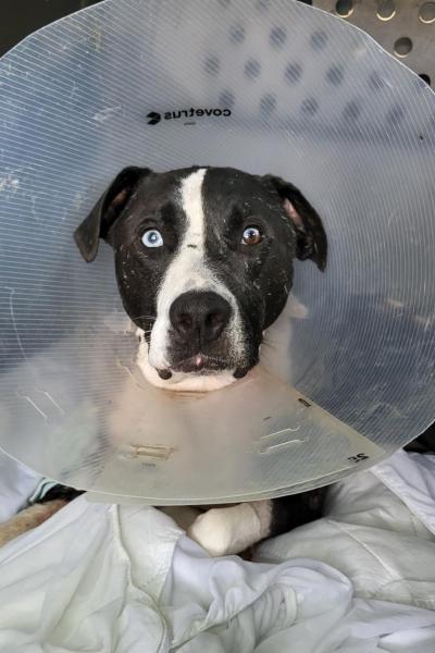 Turbo the black and white dog in a protective e-collar