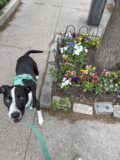 Turbo the dog outside on a leashed walk beside some flowers