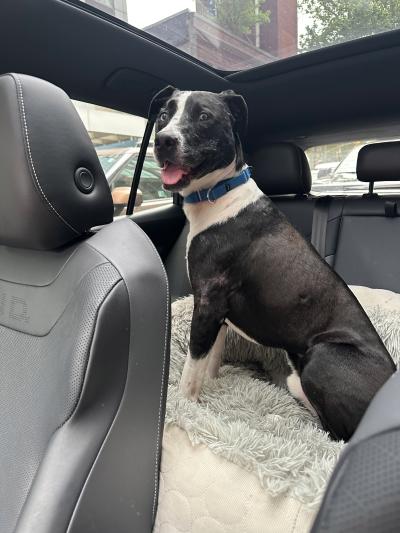 Turbo the dog in the back seat of a vehicle