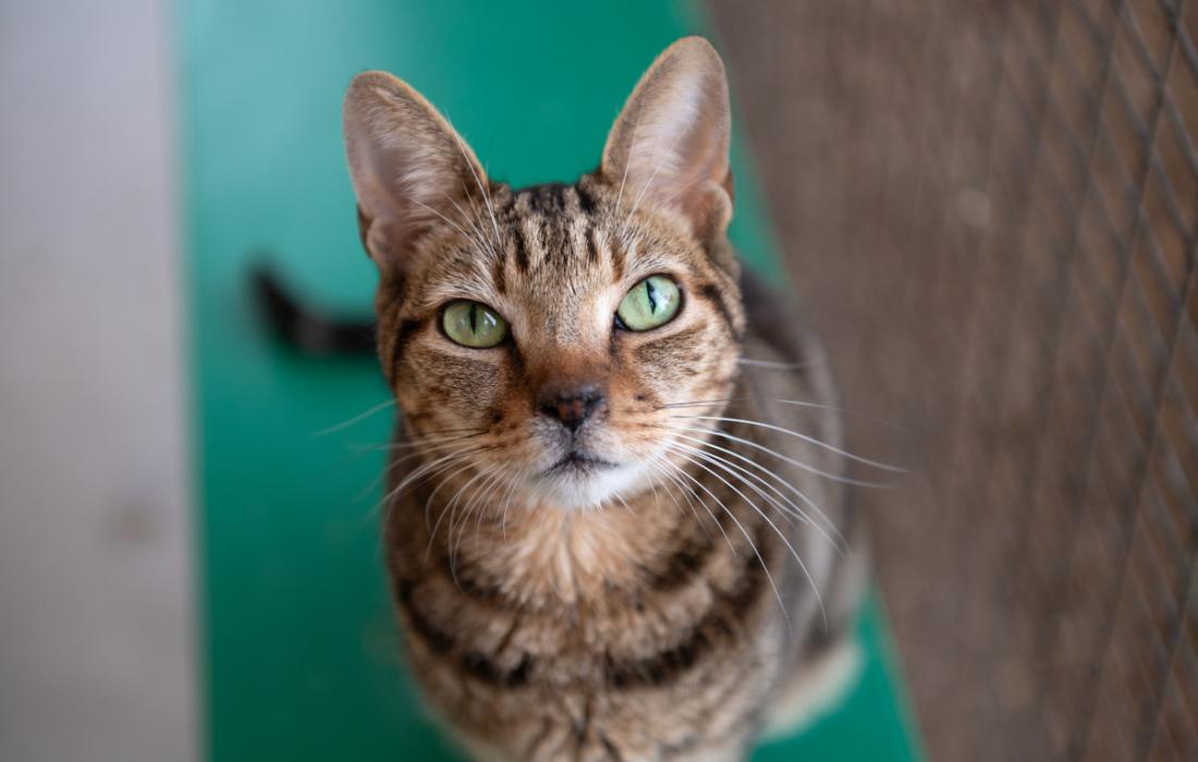 Brown tabby cat on an green shelf