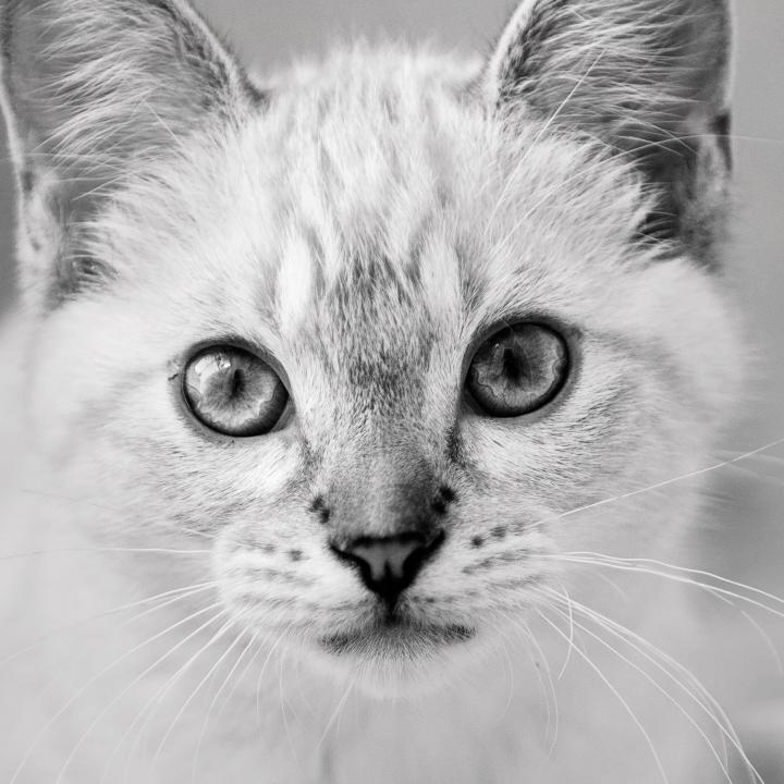 Light colored kitten