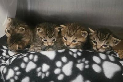 Litter of kittens on a pawprint blanket