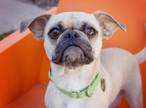Pug mix type dog wearing a green collar on an orange chair