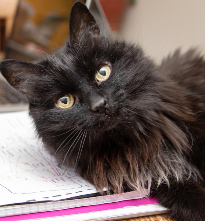 Cat laying on a pile of notebooks next to a person working on a computer