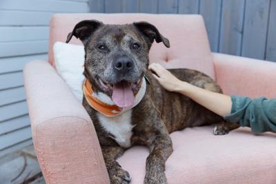 Person's hand petting a senior dog lying on a chair
