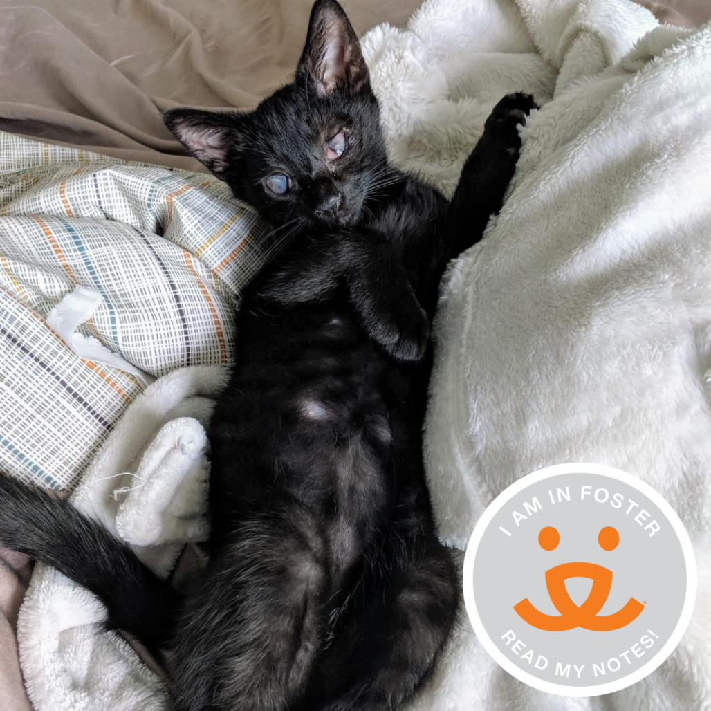 Eagle - Domestic Shorthair