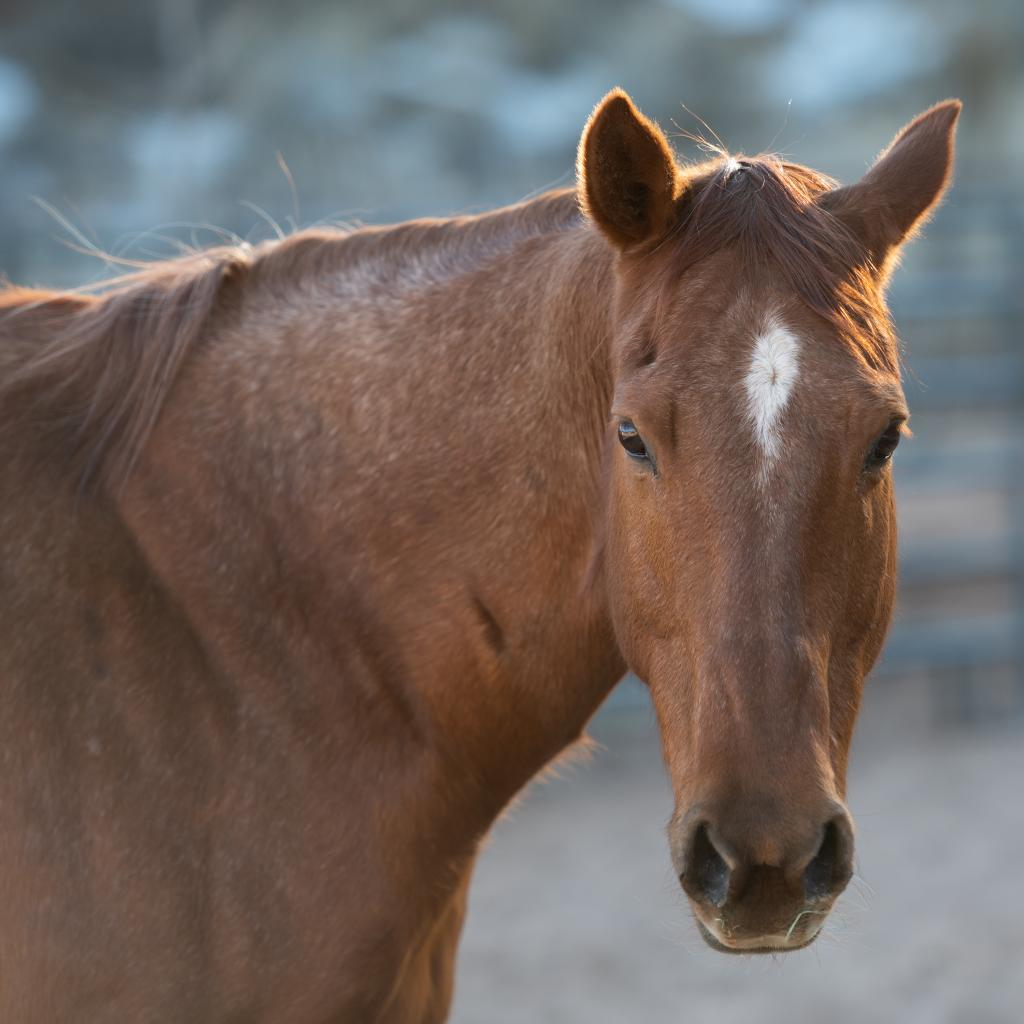 Rosie - Quarter Horse