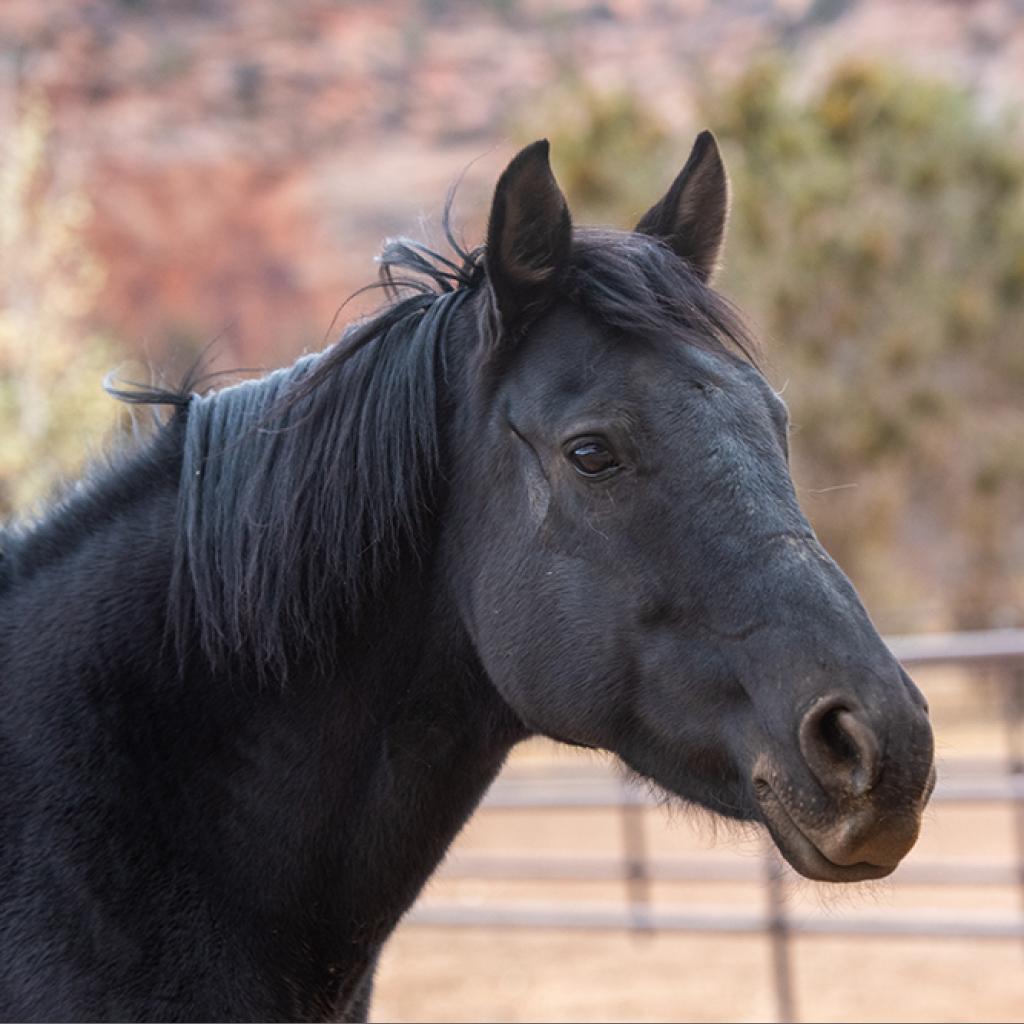 Melita Dora - Andalusian/Andalusian