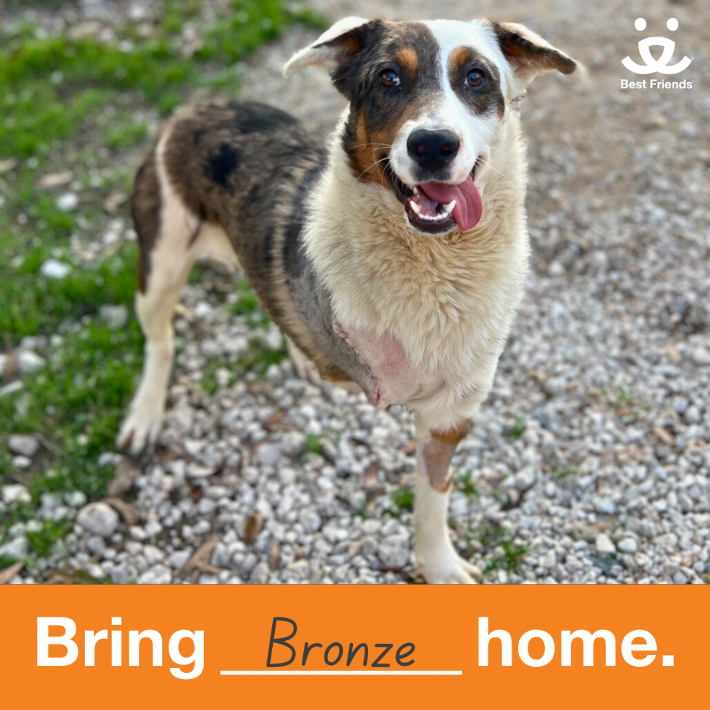 Bronze - Collie, Border
