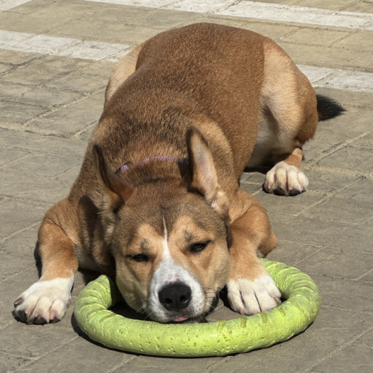 Cassowary - Shepherd, German/Mix