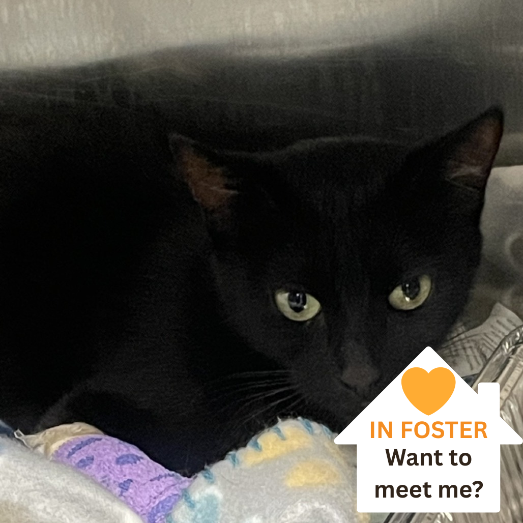 Raven - Domestic Shorthair