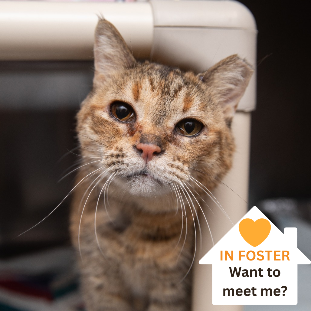 Dorothy - Domestic Shorthair