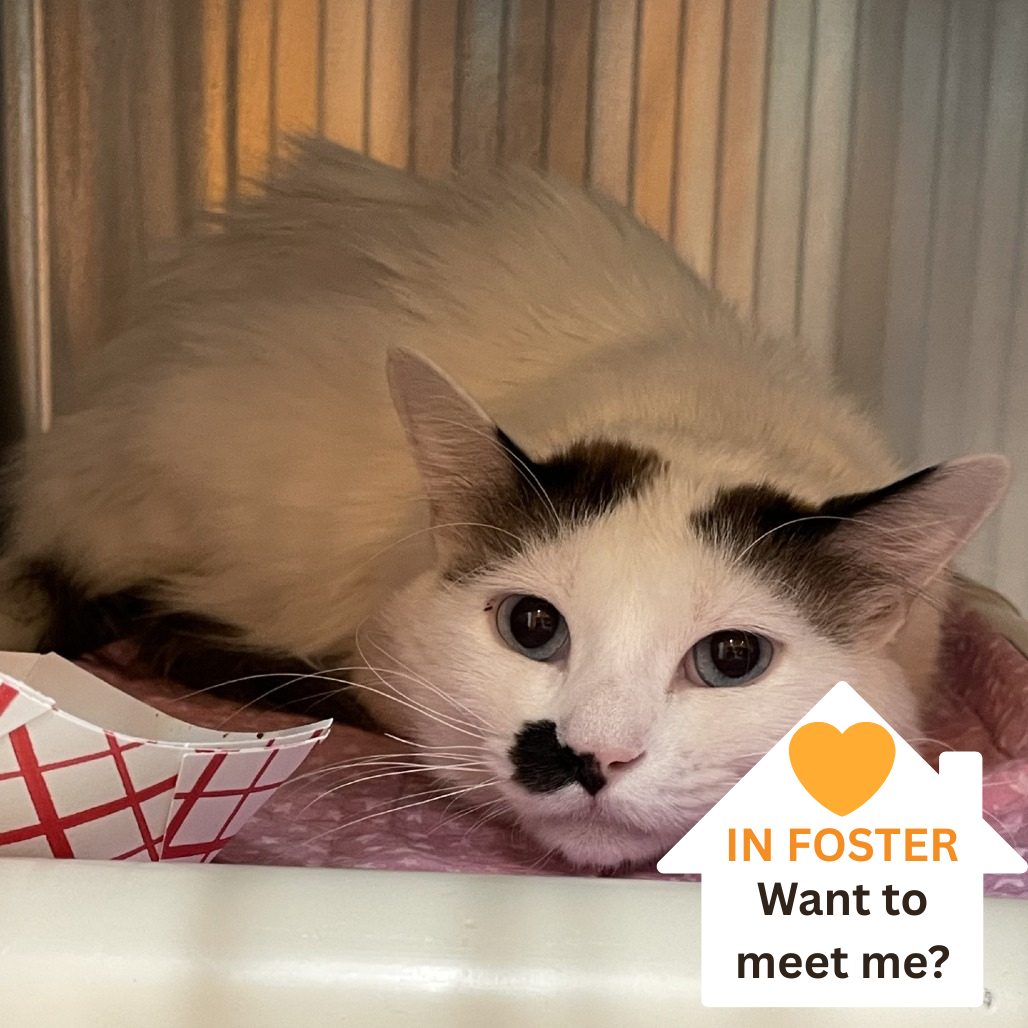 Meeko - Domestic Medium Hair