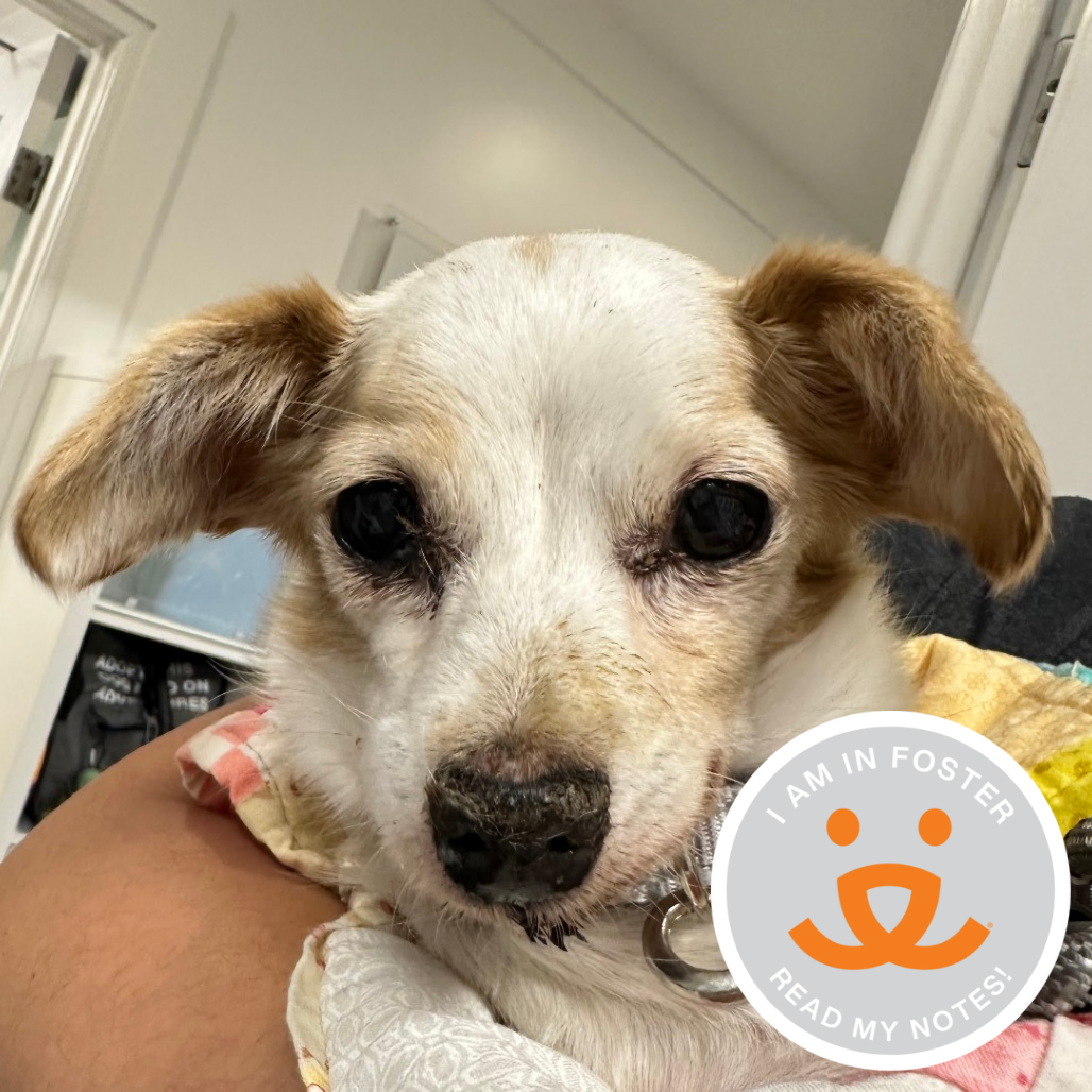 Alice Angel - Chihuahua/Mix